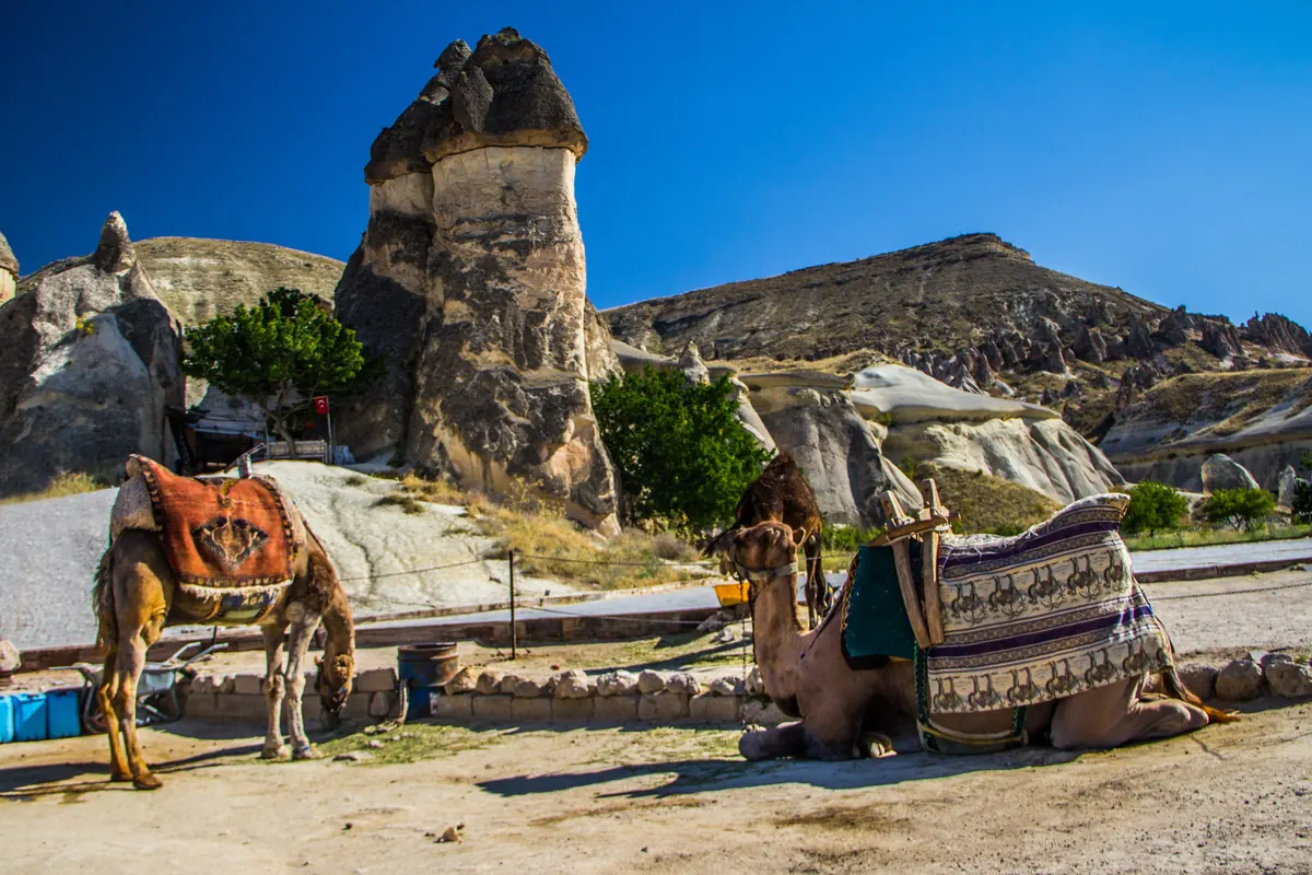 Unta beristirahat di samping cerobong peri di Cappadocia